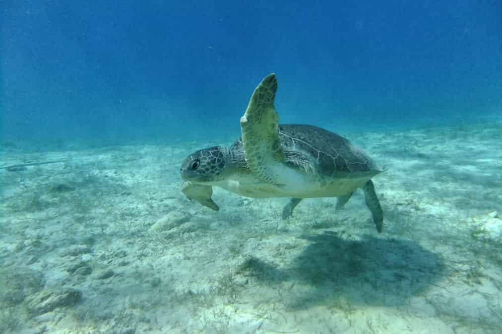 מועדון צלילה DGR Scuba